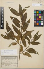 Foto von Salix fragilis L.